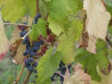 Grapes in Italy