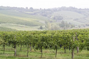 Grapes field in Italy
