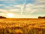 A cornfield early morning sun is about to rise and everything completely fresh