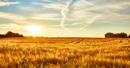 A cornfield early morning sun is about to rise and everything completely fresh