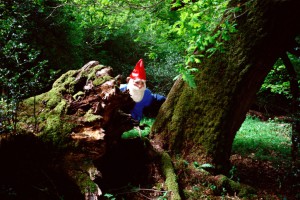 Garden gnome hiding behind tree